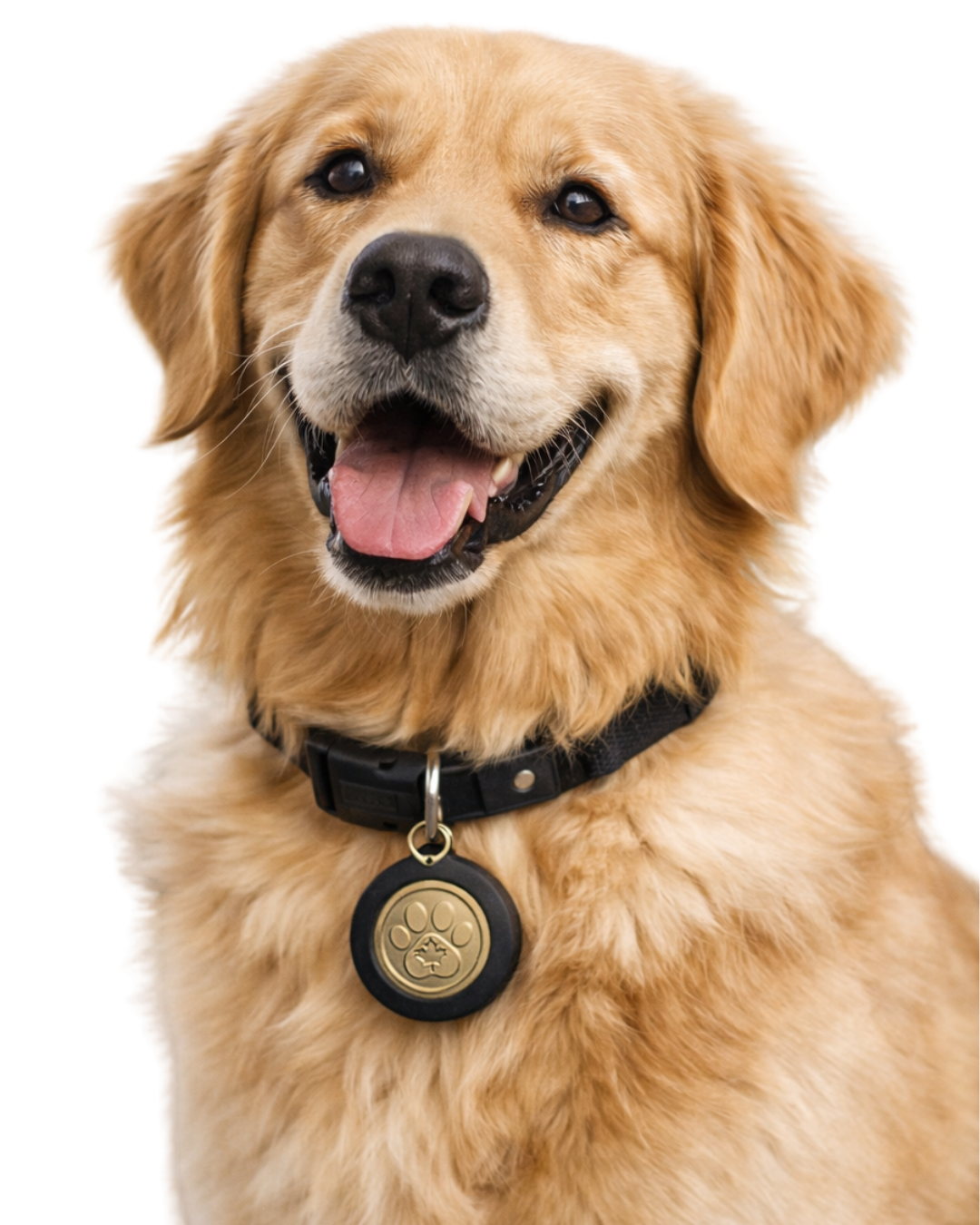 Dog wearing a Lumzi tag